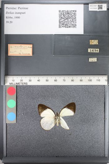 Media type: image;   Entomology 131628
